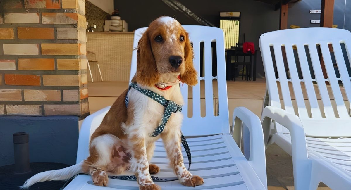 Pipa Pet Resort: O Destino Pet Friendly em Pipa-RN