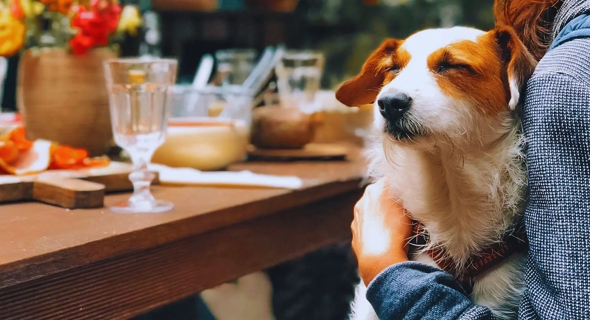 Pipa: Um Destino Pet Friendly no Rio Grande do Norte