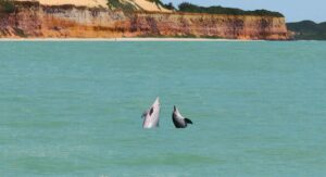 Baía dos Golfinhos: avistamento de golfinhos selvagens em águas cristalinas em Tibau do Sul